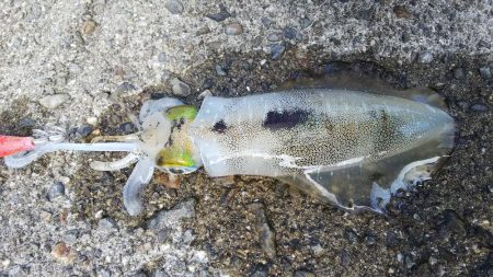 teamゲッソー調査隊