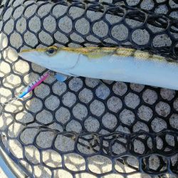 teamゲッソー調査隊