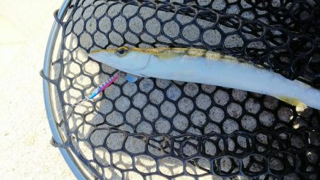 teamゲッソー調査隊