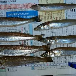 東二見白灯台波止へ落ちギス調査