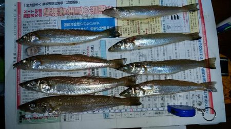 東二見白灯台波止へ落ちギス調査