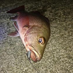 湾内で初夜釣り