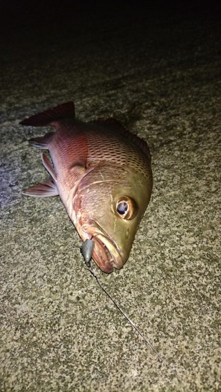 湾内で初夜釣り