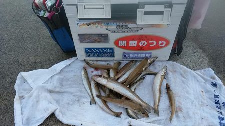 東二見白灯台波止へ落ちギス調査