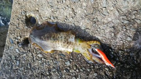 teamゲッソー調査隊