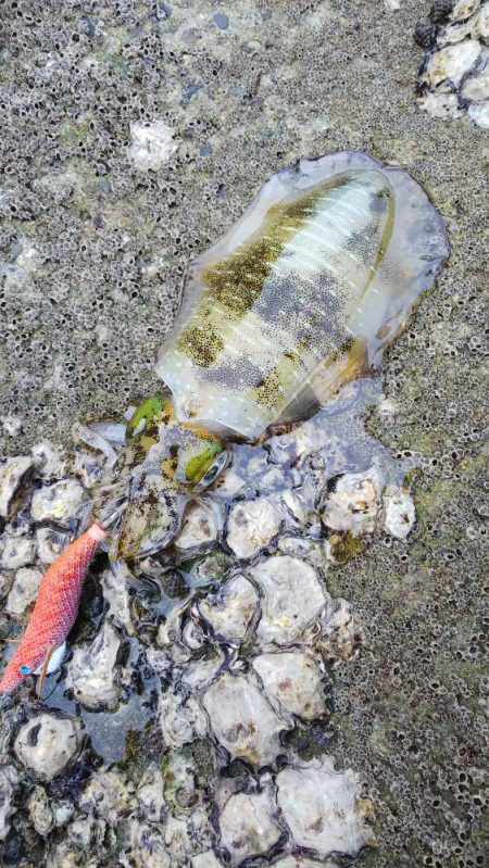 teamゲッソー調査隊