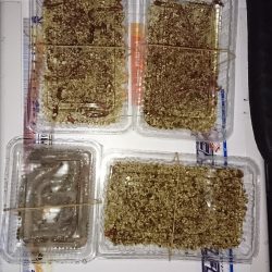 カレイ釣り、落ちギス釣り