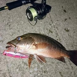 夕マズメ、港奥で３種ヒットしました。