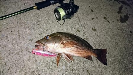 夕マズメ、港奥で３種ヒットしました。