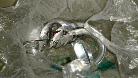 寒かったｶﾞｸｶﾞｸ