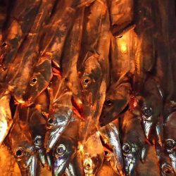 １３日にもタチウオ釣りました。