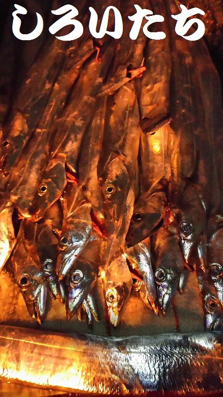 １３日にもタチウオ釣りました。