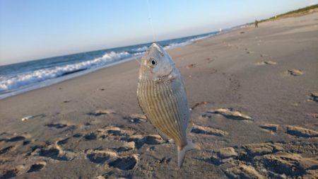 ヘダイならいます