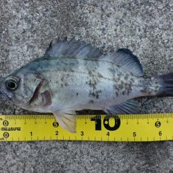 アジング&メバリング