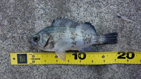 アジング&メバリング