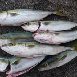 ハマチいっぱい