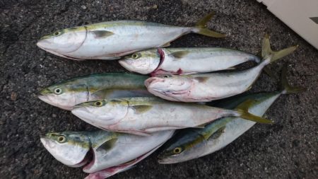 ハマチいっぱい