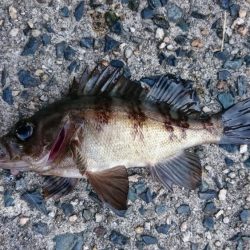 デイアジング&エソング