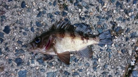 デイアジング&エソング