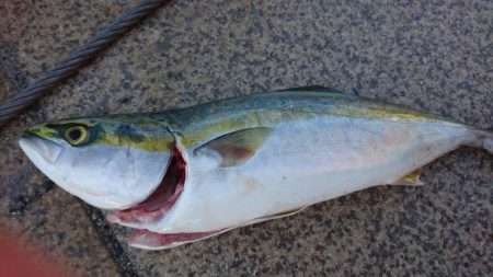 さよならイワシ