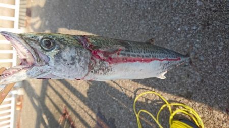 え？タチウオ好調じゃないの？？