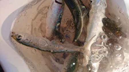 ベイト持ち帰り。