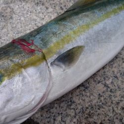 イワシ vs ルアー