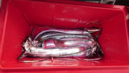 アオリのつもりが、、、