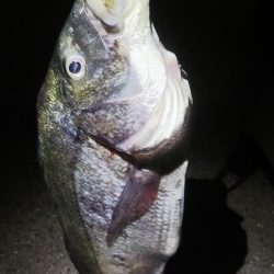 アジングで、、、