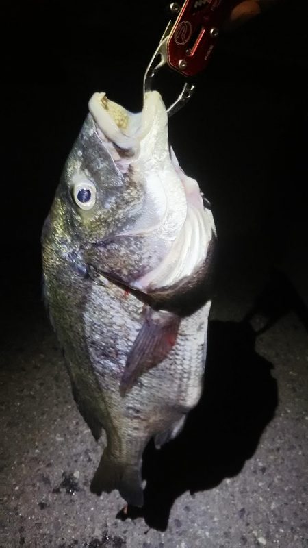 アジングで、、、