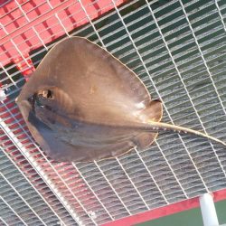 ハマチ狙いのはずが。。。