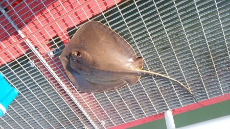 ハマチ狙いのはずが。。。