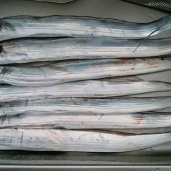 まだまだタチウオいける！