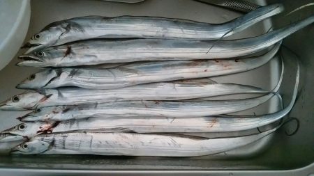 まだまだタチウオいける！