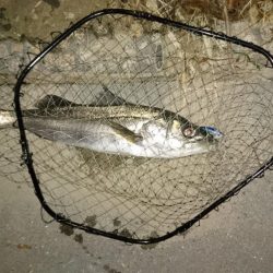 シーバスゲット