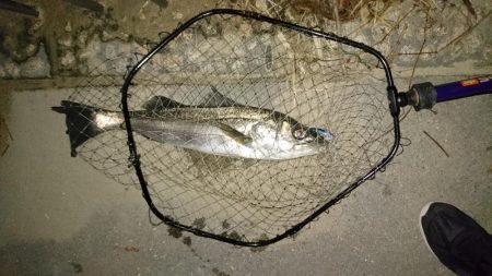 シーバスゲット