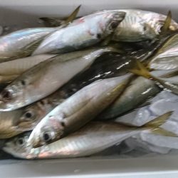 佐田岬遠征2日目