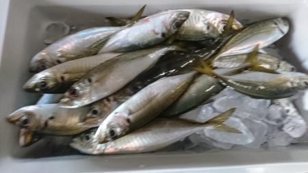 佐田岬遠征２日目