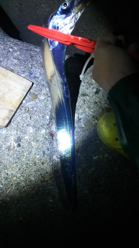 今日もタチウオ