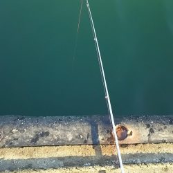 ファミリーフィッシング