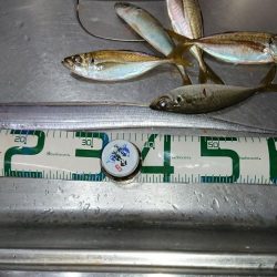 初めての太刀魚