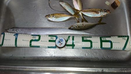 初めての太刀魚