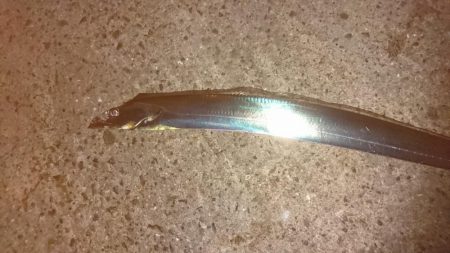 イワシーからのサバーからの