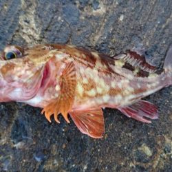 ガシラよく釣れる