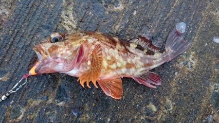 ガシラよく釣れる