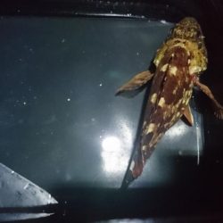 何とかボウズ逃れ