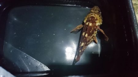 何とかボウズ逃れ