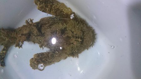 高級魚ゲット！