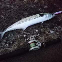 敦賀の秋サゴシ