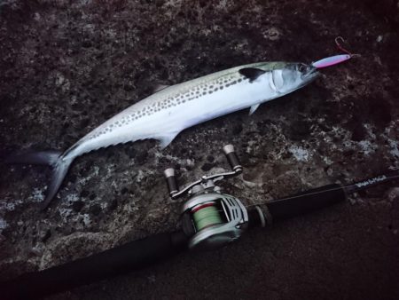 敦賀の秋サゴシ